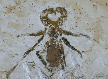 Fóssil do Mesoproctus rowlandi está de volta ao Brasil após 29 anos 
