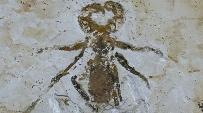 Fóssil do Mesoproctus rowlandi está de volta ao Brasil após 29 anos