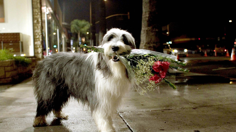 Soltando os Cachorros (2006)
