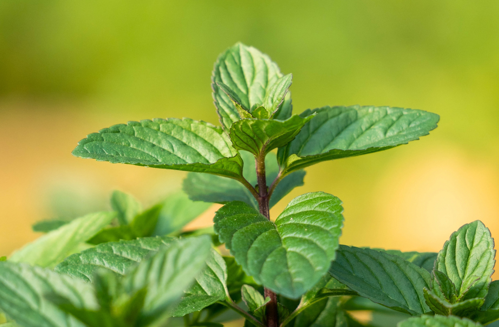 Antes do nome atual, a cidade era conhecida como Yerba Buena, nome de uma planta medicinal nativa. Esse nome refletia a vegetação abundante e o uso tradicional da erva pelos indígenas locais. A troca para San Francisco ocorreu em 1847, após a ocupação americana, marcando uma nova fase histórica da cidade.