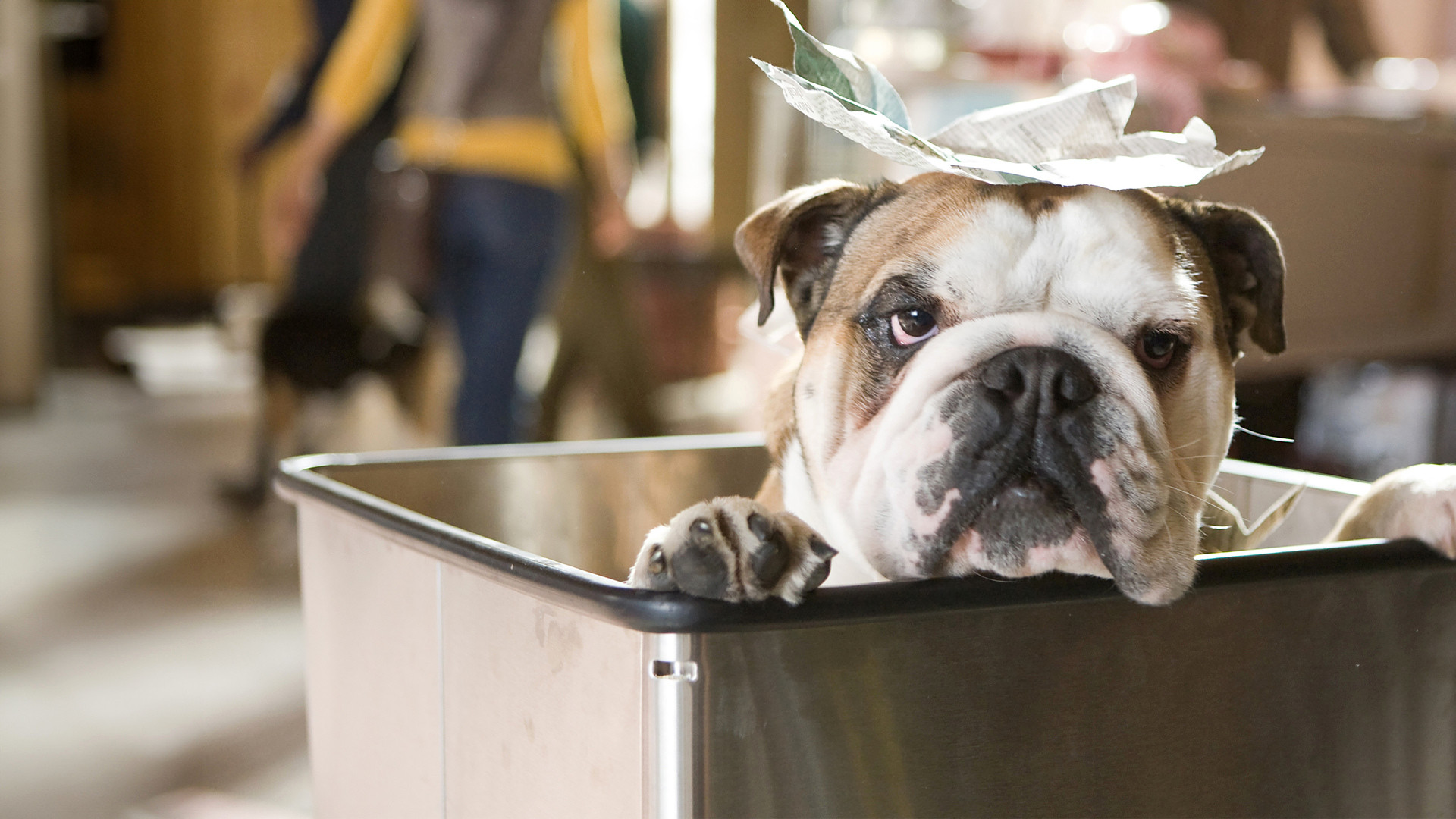 Um Hotel Bom pra Cachorro (2009) 