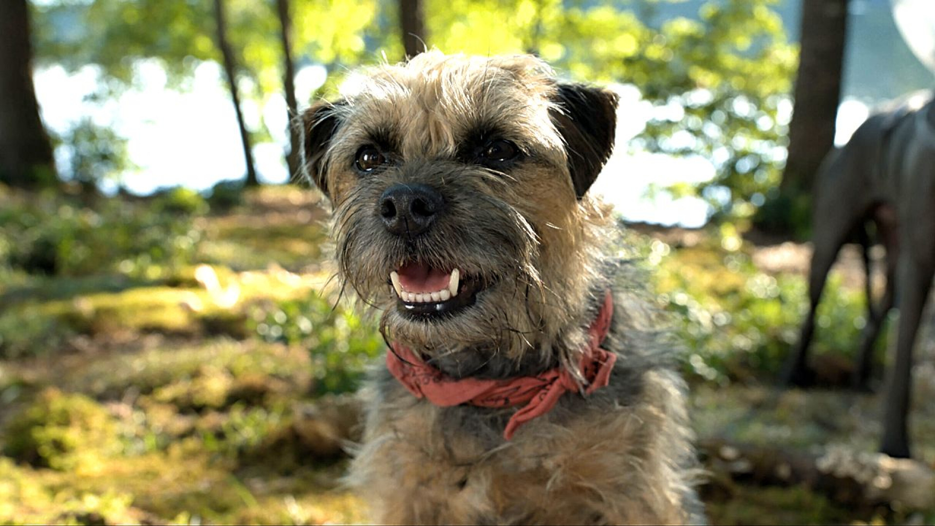 Ruim pra Cachorro (2023) 