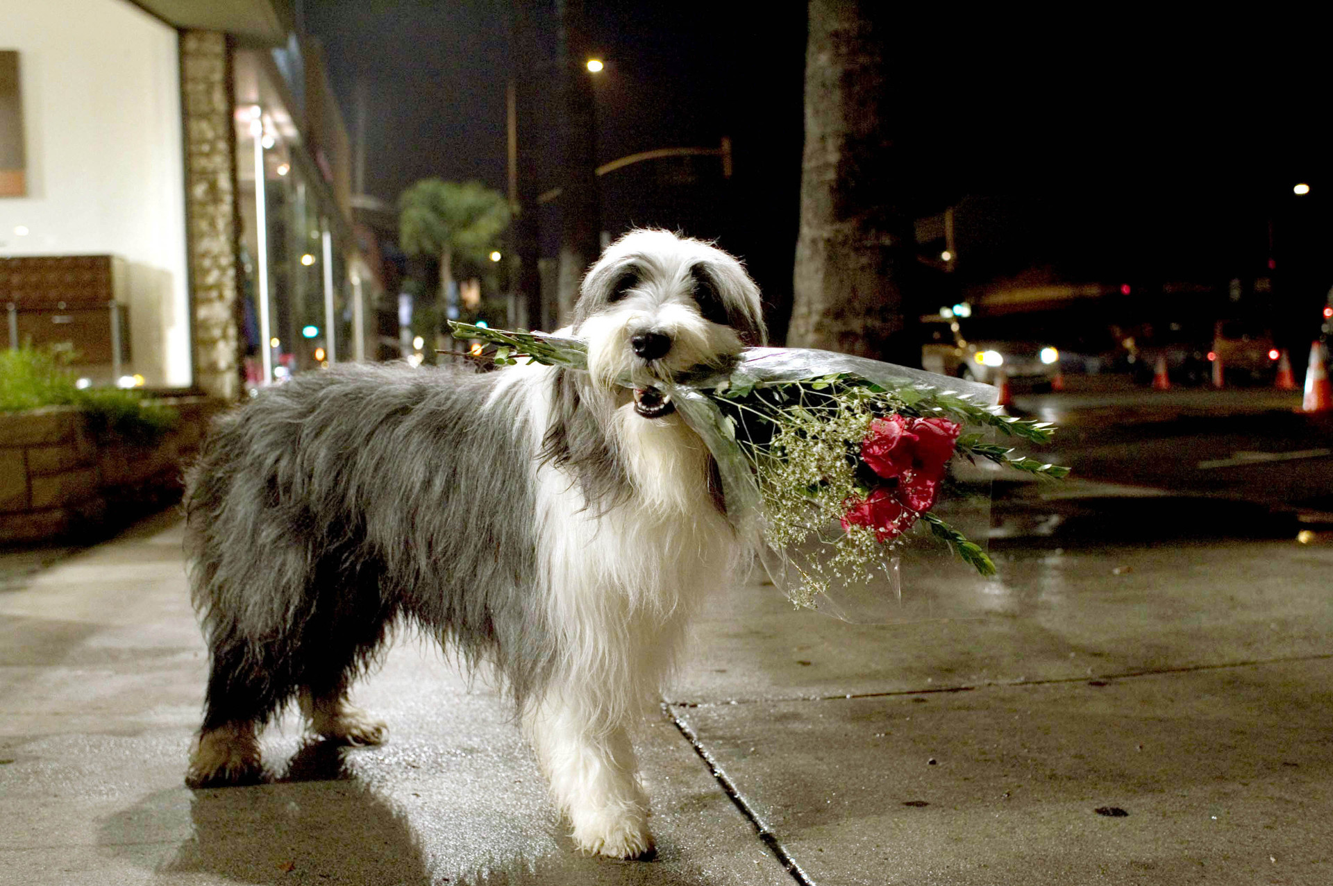 Soltando os Cachorros (2006) 