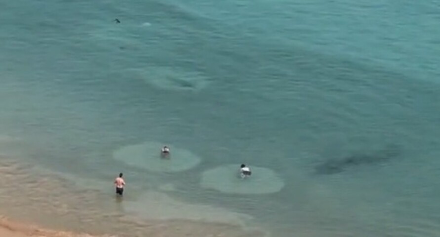 Turistas em Fernando de Noronha viveram um momento de tensão e curiosidade ao avistar tubarões nadando próximos à faixa de areia. As imagens, registradas pela médica Rafaela Kazan durante um passeio pelo arquipélago, viralizaram nas redes sociais.