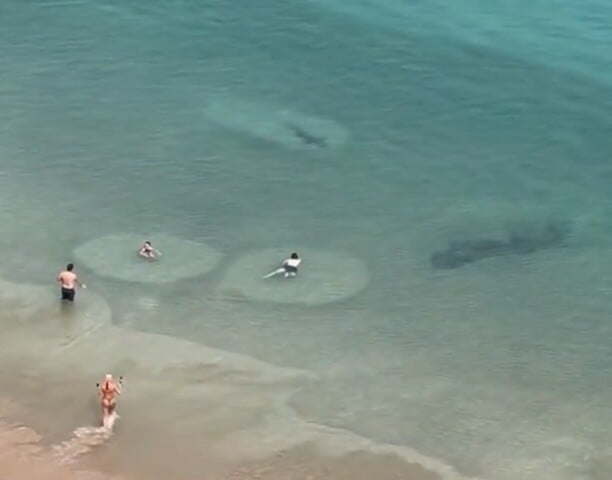 Segundo ela, os tubarões raramente se aproximam de forma agressiva e os salva-vidas não emitiram qualquer alerta no momento.