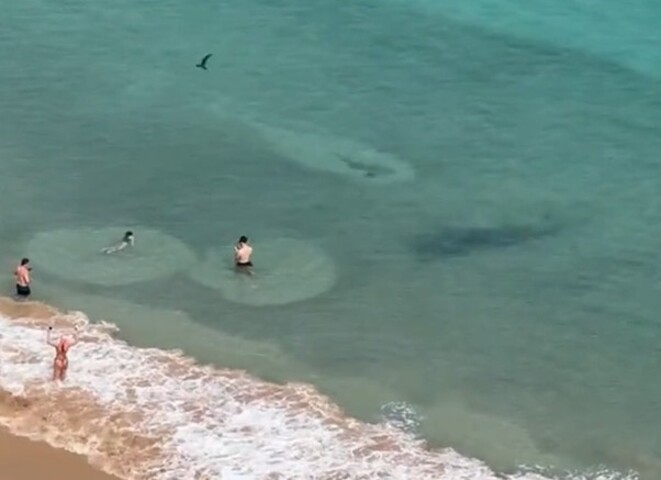 Apesar do susto, a visitante explicou que a presença dos animais é comum e faz parte do equilíbrio natural da região.