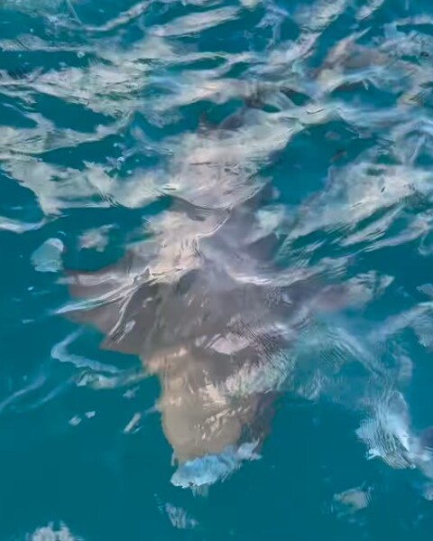 Em seu perfil no Instagram, ela compartilhou vídeo feito por seu marido com o flagrante. E na hora do desespero eu chutei o coitado. Agora estou sorrindo, mas na hora eu chorei, escreveu Emily na legenda do post.
