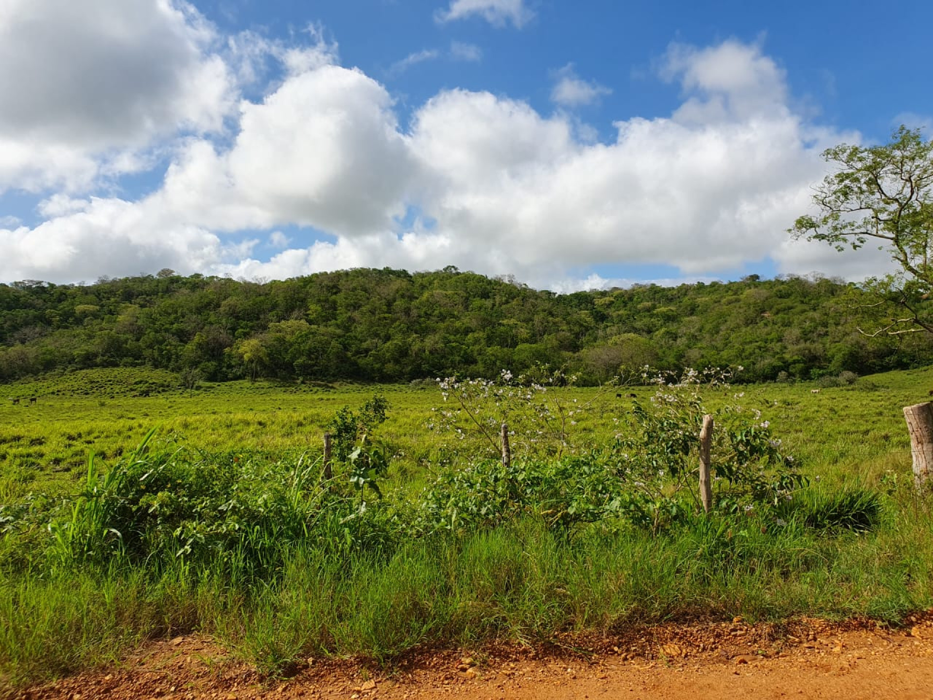 Fragmento de floresta de Caatinga com ocorr&ecirc;ncia do guig&oacute;-da-Caatinga na regi&atilde;o de Jeremoabo, BA.