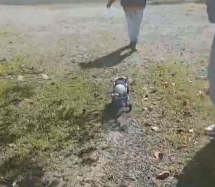 Com a cadeirinha, Will voltou a correr pelo gramado, algo que ele adora fazer e que diverte todos ao seu redor. Ele é uma sensação!