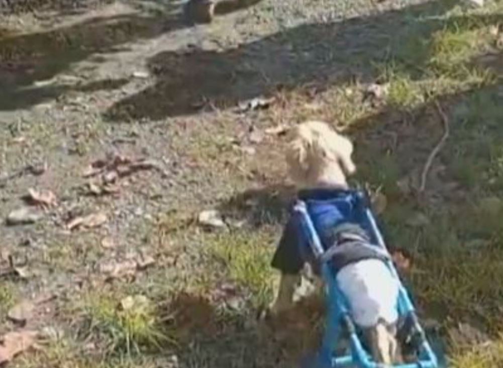 Diferentemente dos outros cães, Will precisa, por exemplo, usar fraldas constantemente. 