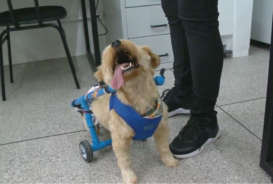 Will ficou com deficiência física ao ser atacado por um cachorro grande na rua. Levado para o hospital veterinário, a tutora optou pela eutanásia.