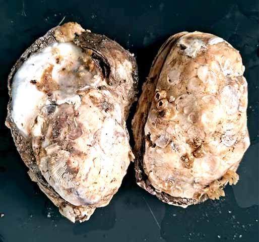 Em algumas amostras de mercados de São Paulo, Santos, Peruíbe, Cananéia e Florianópolis, a presença do metal tóxico foi acima do limite permitido pela Anvisa.