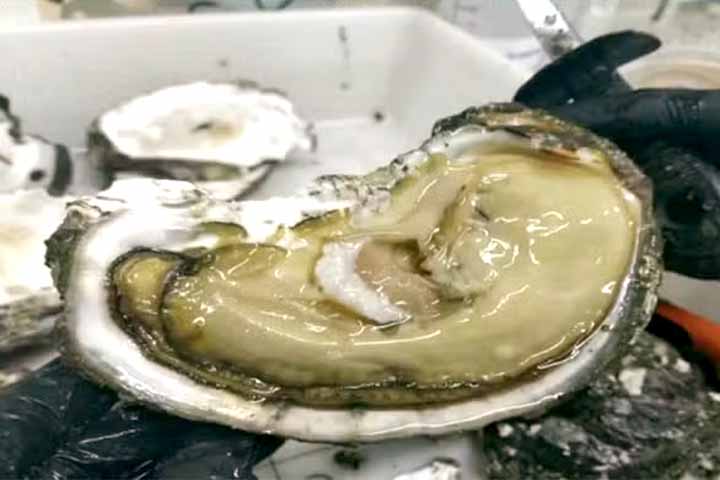 Além disso, bactérias multirresistentes, como cepas de Escherichia coli e Klebsiella pneumoniae, associadas a infecções graves, também foram encontradas em algumas amostras de ostras.