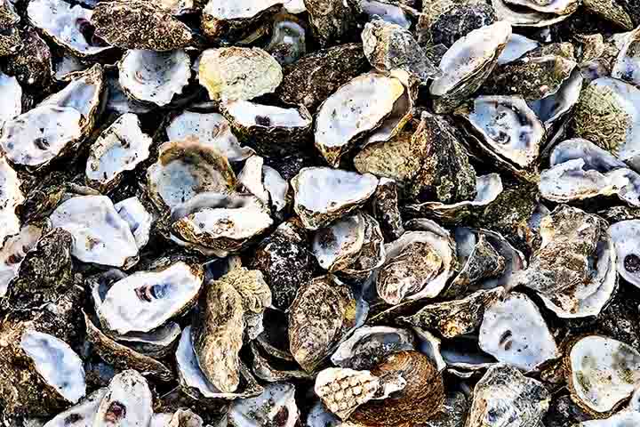 Suas conchas são irregulares e rígidas, compostas principalmente por carbonato de cálcio, que protegem o corpo mole do animal no interior.