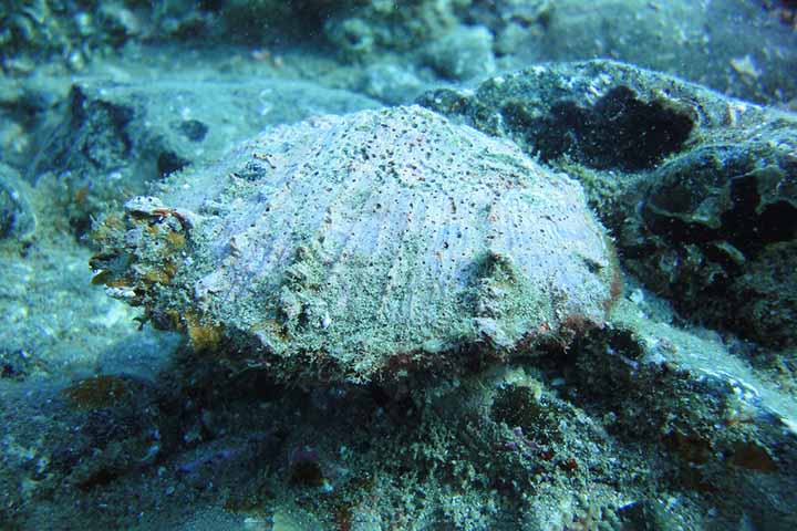 Esses animais marinhos vivem fixados em rochas ou substratos duros em águas costeiras de diversas partes do mundo, especialmente em regiões de águas temperadas e tropicais.