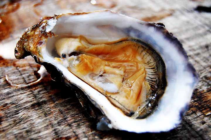 Uma das características mais fascinantes das ostras é sua capacidade de filtrar a água. Um único indivíduo pode filtrar mais de 200 litros de água por dia, removendo partículas como algas e sedimentos.