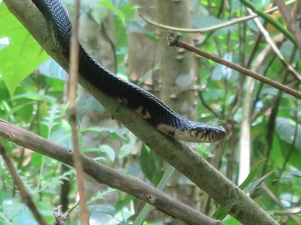 A expectativa de vida das najas em ambiente natural gira em torno de 15 a 20 anos. Em cativeiro, com menos riscos e alimentação controlada, algumas vivem ainda mais.