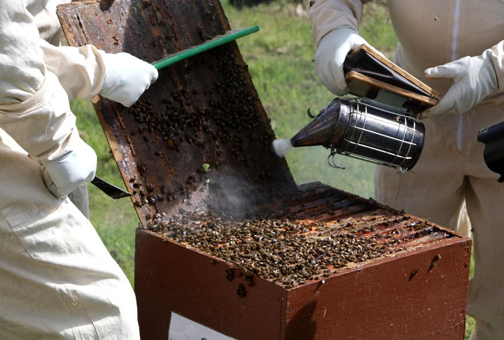 “Algumas plantas dependem exclusivamente de animais polinizadores para sua reprodução, outras se beneficiam deles produzindo frutos de melhor qualidade. Estima-se que 35% da produção agrícola global, bem como 85% das espécies de plantas nativas, dependam, em algum grau, da polinização, disse a Coordenadoria de Assistência Técnica Integral (CATI).
