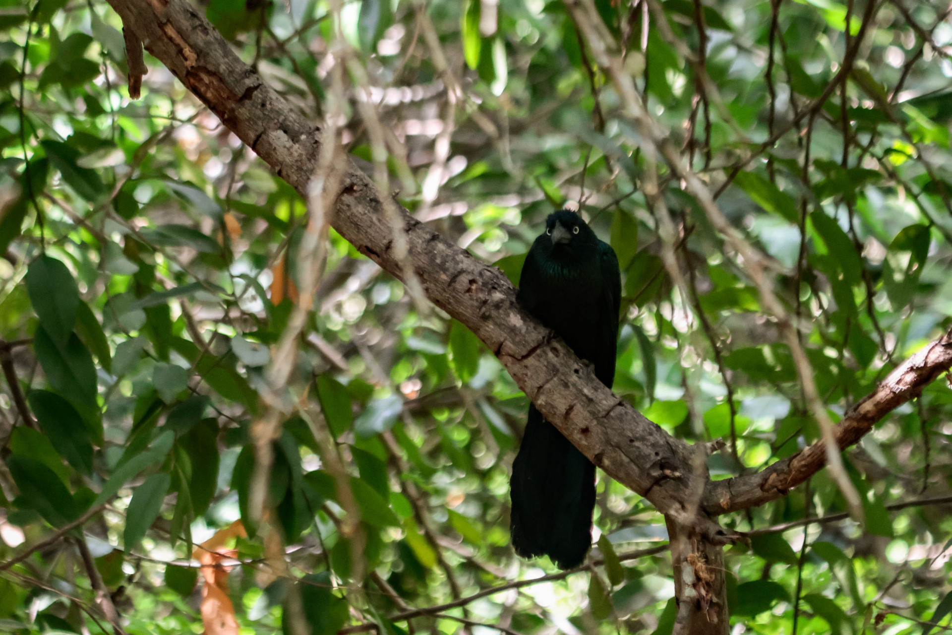 FORTALEZA, CEARÁ, BRASIL,05-10-2025: anu coroca Projeto Vem Passarinhar CE realiza edição especial de Dia das Crianças no Parque do Cocó , atividade gratuita une diversão e educação ambiental com trilha guiada.  (Foto: Samuel Setubal/ O Povo)