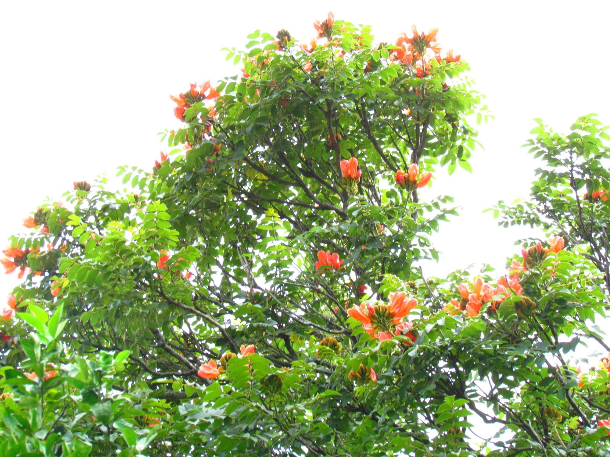 Santa Catarina lançou no dia 13 de outubro de 2025 uma campanha para combater a espatódea (Spathodea campanulata),  uma árvore exótica africana tóxica para abelhas. Conhecida como bisnagueira ou tulipeira-do-gabão, a espécie pode atingir até 25 metros e sua plantação é proibida no estado desde 2019, com multa de R$ 1 mil por planta ou muda.