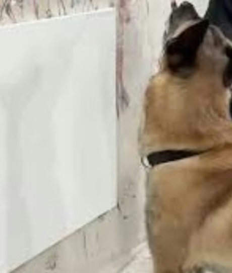 Mas, na verdade, ele recebeu a tela em branco e fez tudo,  sob a supervisão de seu adestrador, Omar von Muller, um profissional que se dedicou durante seis meses para preparar o cachorro para ter as habilidades artísticas.