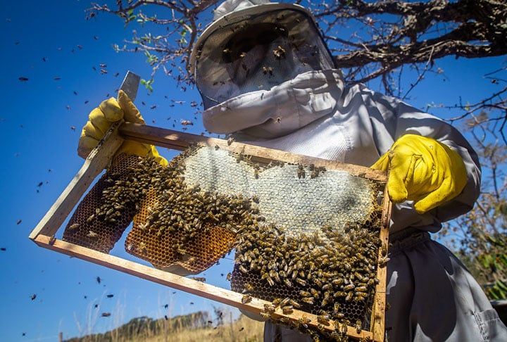 O projeto envolve estudantes na coleta de abelhas e na análise genética das populações na Chapada dos Veadeiros, com pesquisas realizadas no Santuário Fazenda Volta da Serra, que apoia a ciência há mais de 20 anos.