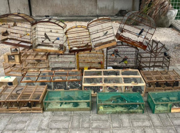 PM apreende 170 aves silvestres e autua homem por crime ambiental em feira de Pacajus 