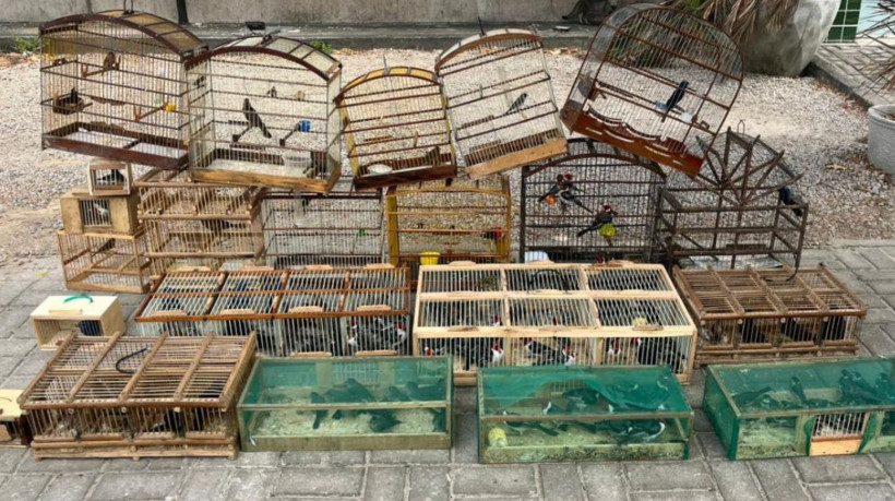 PM apreende 170 aves silvestres e autua homem por crime ambiental em feira de Pacajus