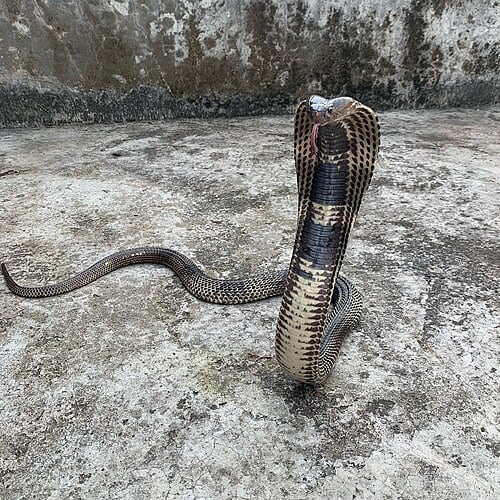 Algumas najas possuem a habilidade de cuspir veneno como forma de defesa. A naja cuspideira projeta o veneno na direção dos olhos do agressor, podendo causar dor intensa e até cegueira.