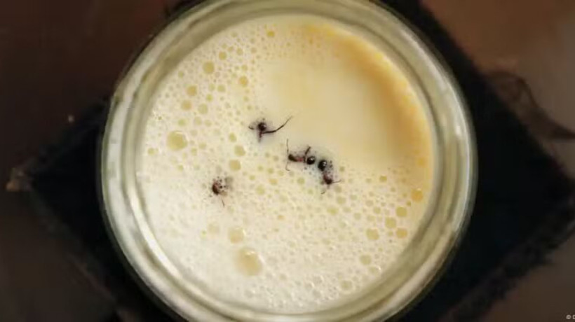 Receita turca utiliza formigas para acelerar a fermenta&ccedil;&atilde;o do leite; confira como &eacute; feita
