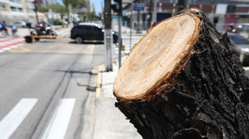 FORTALEZA-CE, BRASIL,20..10.2025: Poda de àrvores na Aldeota e Meieles. (Fotos: Fabio Lima/OPOVO)