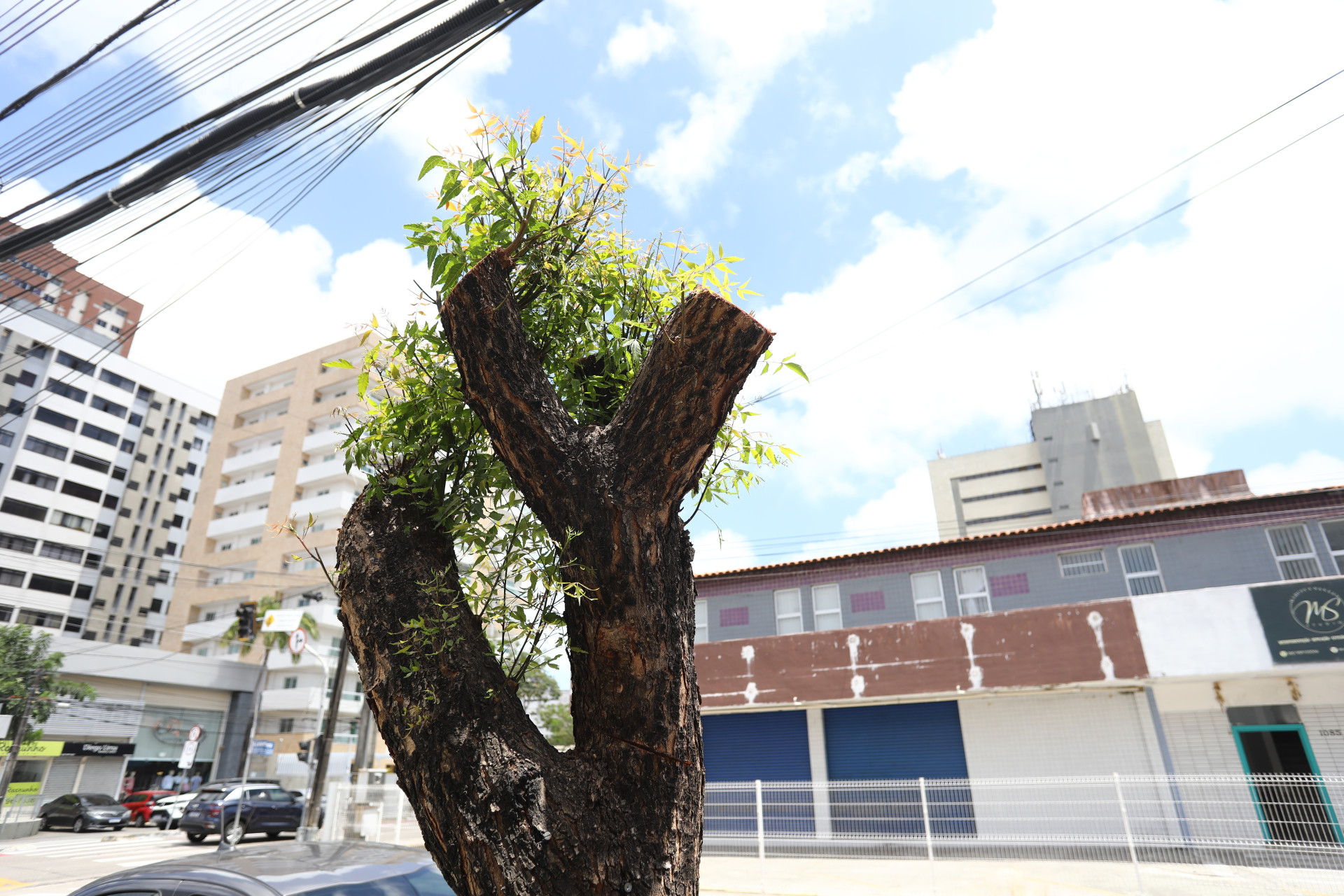 DUAS árvores tiveram quase todos os galhos removidos no bairro Aldeota, em Fortaleza (Foto: FABIO LIMA)