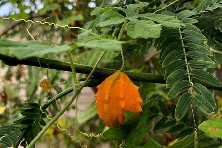 Um dos aspectos em que este fruto se destaca é na medicina tradicional. Afinal, suas folhas e raízes ajudam no tratamento de diferentes condições, como problemas digestivos e infecções. 
