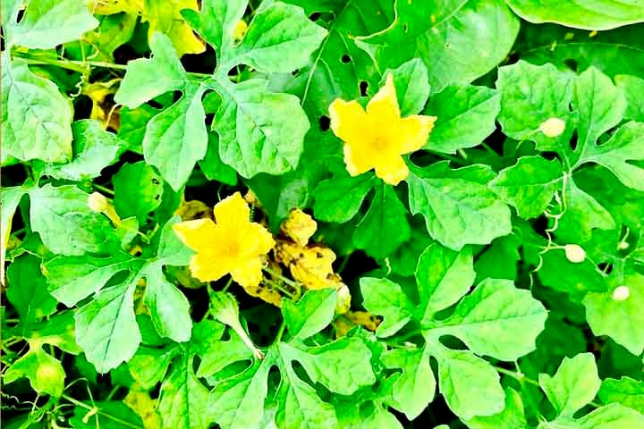 Tradicionalmente, este tipo de melão é empregado para auxiliar no controle da diabetes, aliviar problemas digestivos, combater parasitas intestinais e até mesmo como agente anti-inflamatório. 