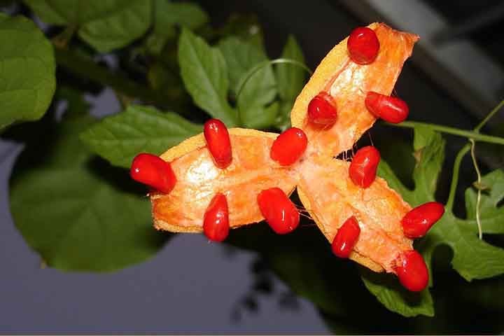 Seus compostos antioxidantes ajudam a proteger o organismo contra danos causados pelos radicais livres e suas propriedades anti-inflamatórias podem auxiliar na redução de inflamações. 