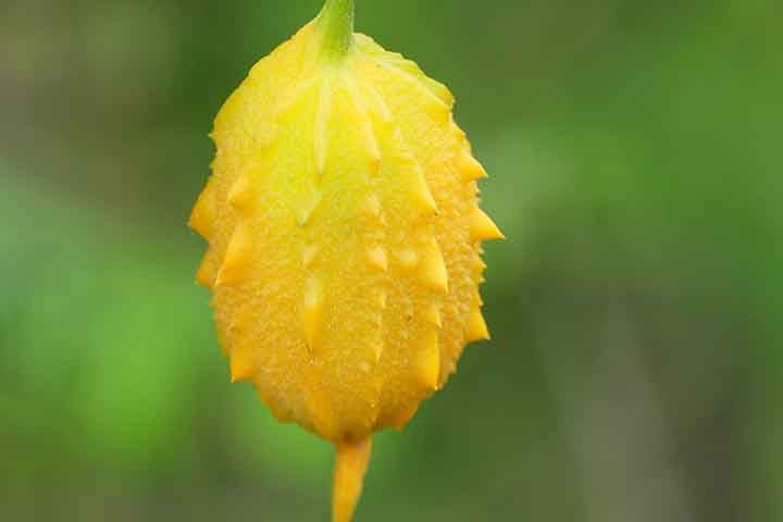 Isso faz com que a percepção popular ache que a planta medicinal seja venenosa, algo que não existe na verdade. Entretanto, seu uso requer cuidado para utilizar a dosagem correta e conhecimento sobre as contraindicações.