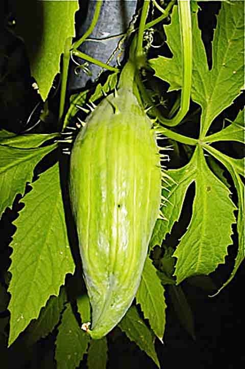 Por isso, é aconselhado consumir o melão de São Caetano somente sob a recomendação de um médico ou de um especialista no uso de plantas medicinais.