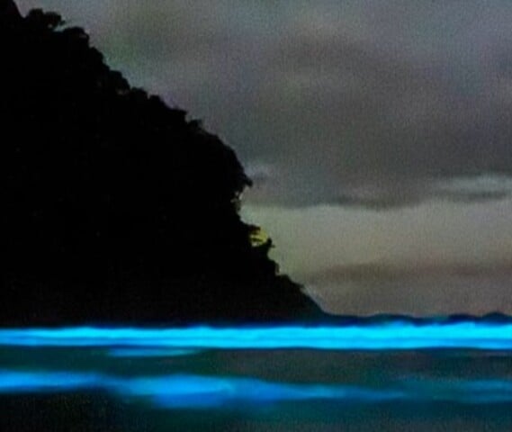 As belas imagens, reproduzidas no Instagram Vida Caiçara por Leonardo Dantas, foram uma manifestação do fenômeno chamado bioluminescência. 
