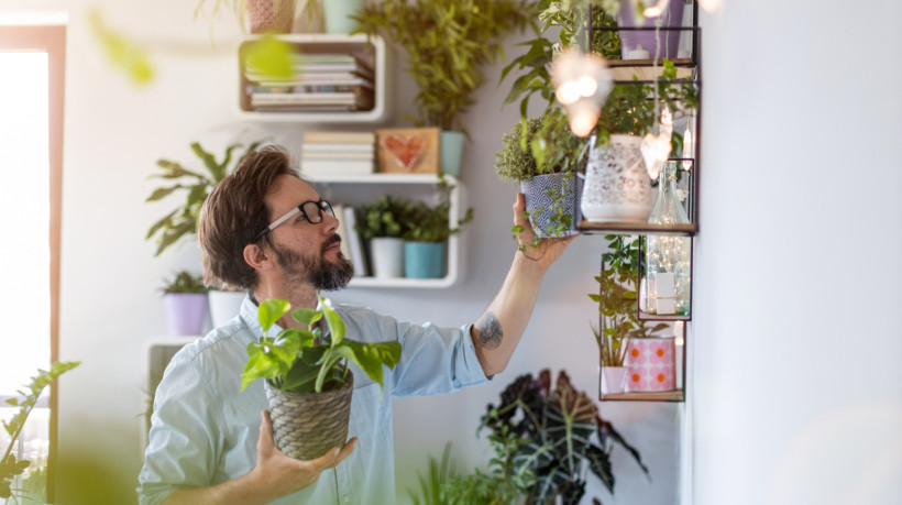 7 plantas ideais para decorar a casa e atrair boas energias