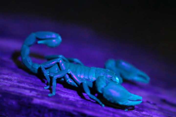 Este escorpião tem hábitos noturnos e vive principalmente no solo da floresta. Durante o dia, costuma se esconder sob troncos caídos, folhas e pedras.