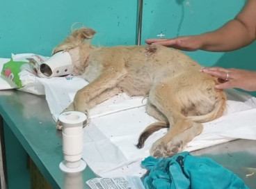 Cachorro teve ferimentos no torax e na costela após ser esfaqueado 