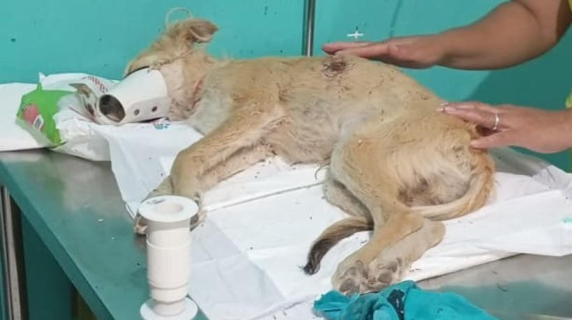 Cachorro teve ferimentos no torax e na costela após ser esfaqueado