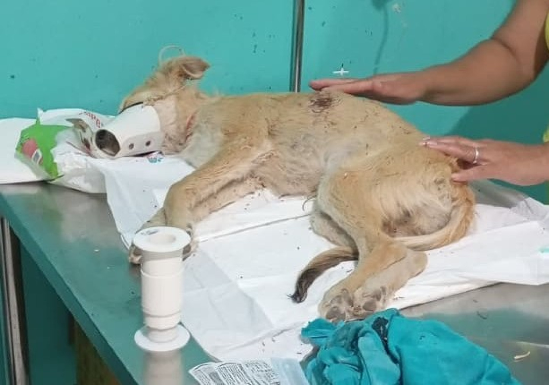 Cachorro teve ferimentos no torax e na costela após ser esfaqueado (Foto: Divulgação/PMCE)