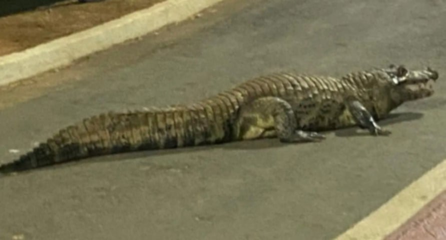 Um jacaré que vive nas lagoas do Parque das Águas, em Cuiabá, Mato Grosso, resolveu explorar novos caminhos. Ele saiu da água e se acomodou na pista de caminhada, surpreendendo os visitantes. Por alguns minutos, quem fazia exercícios precisou esperar o passeio inusitado terminar.