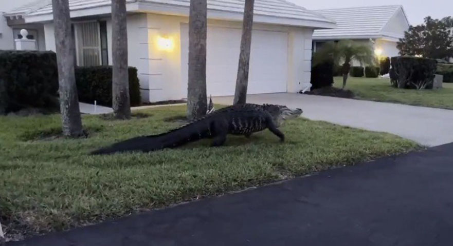 Entre 1948 e 2016, 23 pessoas morreram por ataques de jacarés na Flórida, de acordo com o Florida Fish and Wildlife Conservation Comission. 