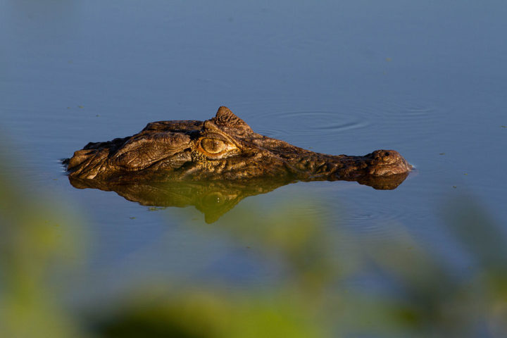 Jacarés são comuns no Pantanal brasileiro, mas também já deram as caras em outros ambientes considerados improváveis pelo país.