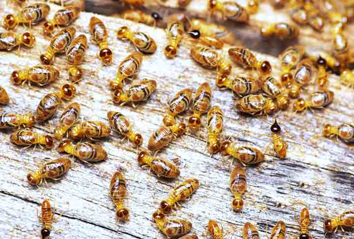 Encontrar cupins em casa costuma causar preocupação imediata. Pequenos e discretos, esses insetos podem comprometer móveis, estruturas de madeira e até a estabilidade de imóveis quando não tratados a tempo.
