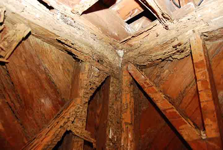 Em áreas urbanas, no entanto, a proximidade com construções humanas transforma essa atividade natural em um problema. O desafio está em conciliar o controle quando há infestação com o reconhecimento da importância biológica desses insetos. 
