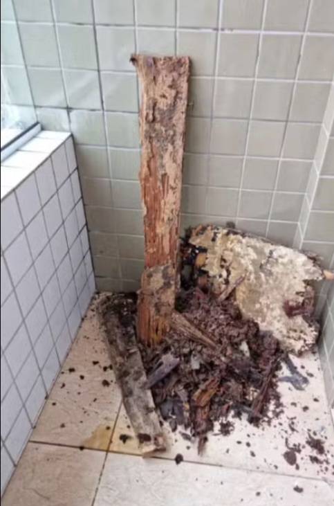 Segundo a ação, a construtora teria deixado madeiras utilizadas na obra sobre a laje do prédio, fato que só foi descoberto após a entrega do imóvel.
