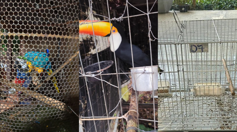 Ceará integra operação nacional de combate ao tráfico de animais silvestres e prende cinco investigados no estado